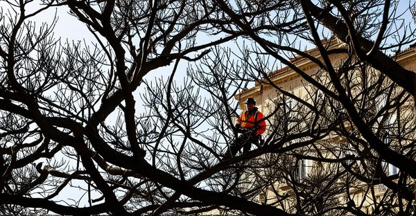 Expertise en élagage à marseille : services pour vos arbres
