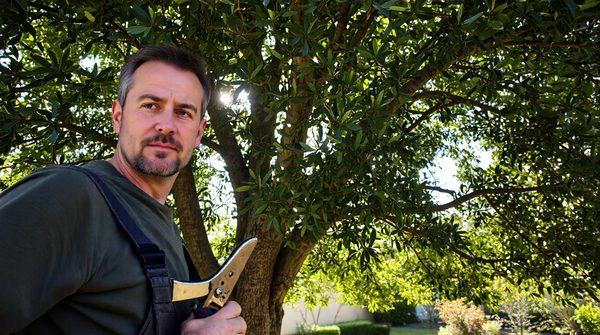 Services d'élagage professionnels à marseille pour sublimer vos arbres